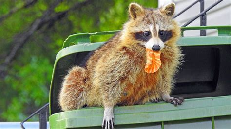 How to get rid of raccoons and keep them out of your trash Tom s Guide