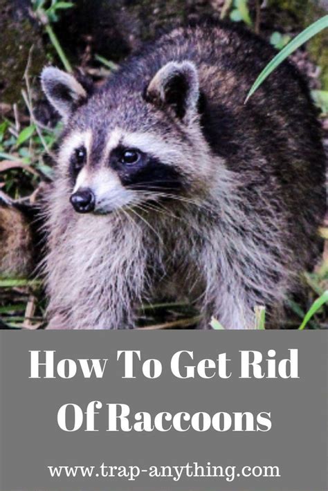 How to get rid of raccoons in yard. 4. Fence the garden. A fence can help protect crops, but remember that raccoons are good climbers. The most effective fence to exclude raccoons is electric. Use a 2-wire electric fence, placing wires 6 and 12 inches above ground. Set the fence on a timer, running it only after dark. 5. Repel ‘em. 