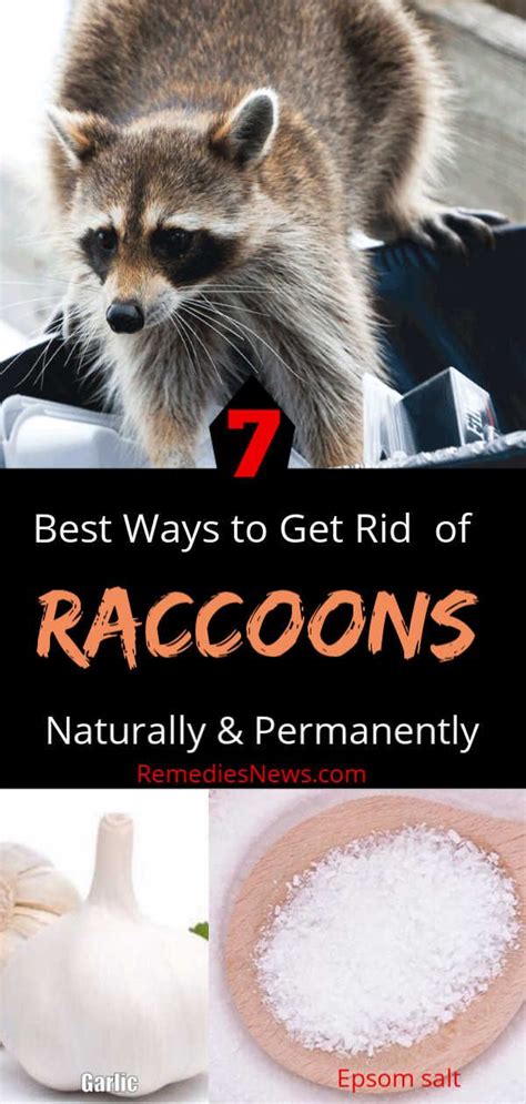 How to get rid of raccoons naturally. While it is not possible to eradicate raccoons completely, there are steps you can take to remove them from your area naturally. Installing motion-detecting lights around your home, as well as using heavy-lidded trashcans, are some ways to discourage raccoon foraging. You can also make repellent recipes using a few household items. 