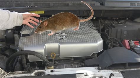 Combine any of the following techniques to effectively keep rodents out of your car engine: 1. Leave the hood up. When it comes to nesting, dark places attract rats and mice the most. This idea may discourage them to nest, but may not be practical in all cases. 2. Keep pet food out of sight. Rats love dog food and will stuff lots of it into the .... 