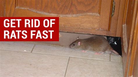 How to get rid of rats in house fast. Place the trap in an area where rats are known to be present. Bait the trap with an appropriate substance, such as peanut butter. Check the trap regularly and remove any rats that have been trapped. When releasing the rat, ensure it is done in a location distant from your home to prevent it from returning. 