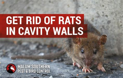 How to get rid of rats in the walls. Use sealant meant to seal holes to keep them out, and preferably cement to make it harder for them to simply chew their way back in again. Use mesh for larger holes as well as cement to make sure the rats can’t get in like that. Vents can also be covered with mesh to make sure that air can leave through it while keeping pests out. 