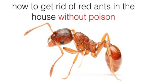 How to get rid of red ants. Dec 1, 2023 · cinnamon. boiling water. Though ants dislike the smell of essential oils and vinegar, these repellents can be ineffective as the entire colony may just relocate on your property. For the outside of your home, caulk can be used to seal gaps, cracks, and holes where ants may enter the house. Homeowners can also use boiling water directly on any ... 