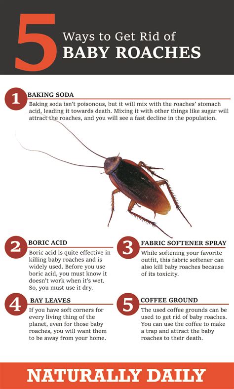 How to get rid of roaches in house. 2. Borax. Borax is a powdery substance best known for its laundry boosting power, and it can be used as an alternative method for getting rid of roaches. Borax is safe for humans and pets in small amounts. Mix equal parts sugar and borax, and spread a light dusting around the area where you’ve seen the pesky bugs. 3. 