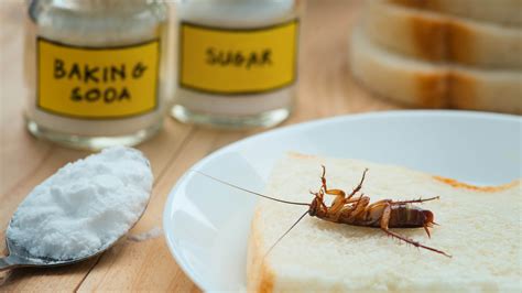 How to get rid of roaches quickly and safely Tom s Guide