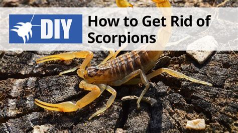 How to get rid of scorpions. Step 4: Clean up the dead scorpions. After a few days, you should start to see dead scorpions in the areas where you applied the boric acid. Use gloves to pick up the dead scorpions and dispose of them in a sealed plastic bag. Be sure to wash your hands thoroughly after handling the dead scorpions. Step 5: Reapply boric acid as needed. 