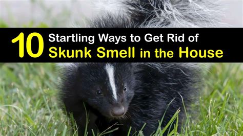How to get rid of skunk smell in house. When sprayed, take these steps: Ventilate the area using fresh air. Consider using air fresheners. Remove the source of odor (such as affected clothing) and wash with deodorants. Use laundry detergent to remove residual odor in fabrics. Consider washing clothes twice, then hang them outside rather than using a dryer. 