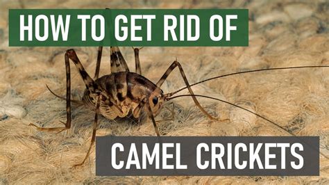 How to get rid of spider crickets. The most effective way to get rid of crickets and prevent future infestations is to reduce areas of moisture in and around your home. Mow the lawn, weed plant beds and move woodpiles away from the structure. Provide adequate ventilation in crawl spaces, basements, etc. Consider changing outdoor lighting to less-attractive yellow bulbs or sodium ... 