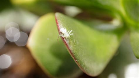 How to get rid of spider mites using apple cider vinegar, rosemary oil …