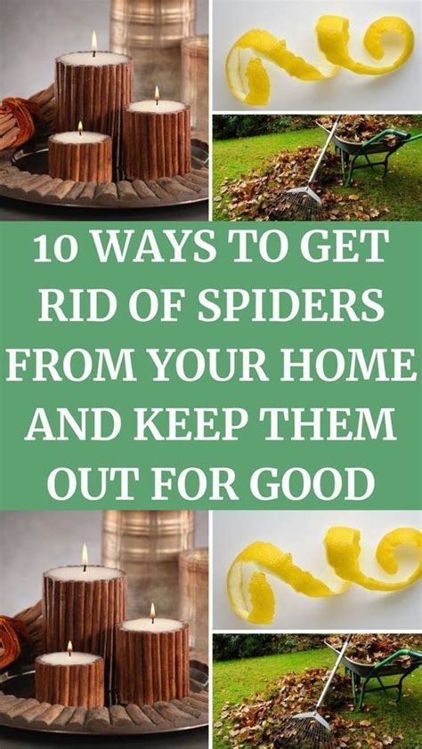 How to get rid of spiders and keep them out of your home Tom s Guide
