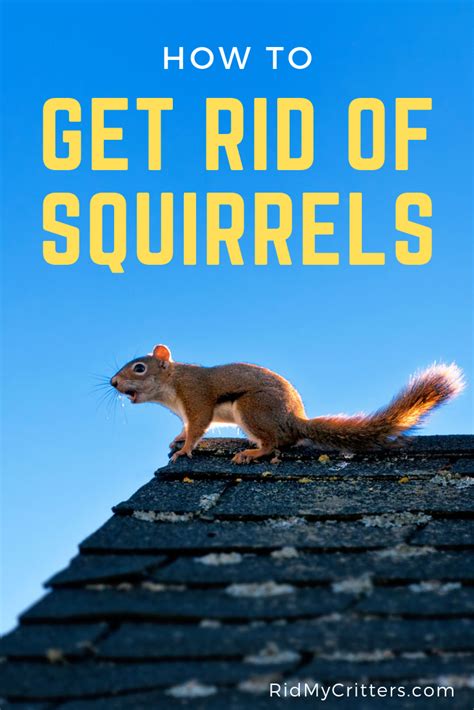 How to get rid of squirrels in the attic. Brief Step-by-step summary for complete guaranteed squirrel removal from attic: Step 1 - Inspect the house, and find the squirrel entry holes (usually soffit or roof vents, or eave gaps) Step 2 - Seal shut (with steel mesh) all the entry holes, but leave the main squirrel entry/exit hole open. Step 3 - Mount either a repeater trap … 