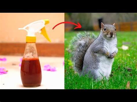 How to get rid of squirrels in yard. Squirrels dislike spicy scents, so sprinkling ground cayenne pepper or hot sauce can be an effective deterrent. Peppermint and white vinegar are also effective natural repellents for squirrels. Combine 1 or 2 ounces of hot sauce, 4 cups of water, and a few drops of dish soap into a spray bottle. Spray this mixture around the attic. 