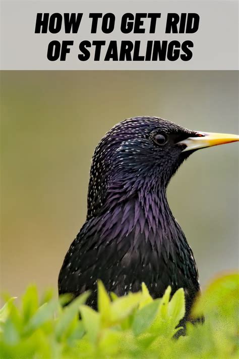 How to get rid of starlings. Efficiency: Trying to get rid of starlings on your own can be time-consuming and may not yield the desired results. Pest control services have the experience and resources to efficiently address the problem and prevent future infestations. Preventing health risks: Starlings can create health risks by causing damage to property, spreading ... 