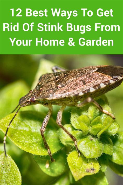 How to get rid of stink bugs in your home and garden Tom s Guide