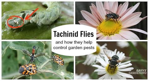 Guide to Monarch Butterflies. In this guide, we’ll cover monarch life stages, milkweed (and milkweed bugs ), parasites, tachinid flies, monarch butterfly supplies, and how to raise monarch caterpillars. Here are key differences between monarch eggs vs ladybug eggs..