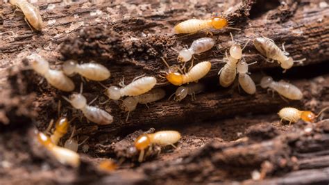 How to get rid of termites in your home Tom s Guide