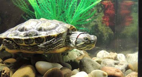 How to get rid of that turtle tank smell - YouTube