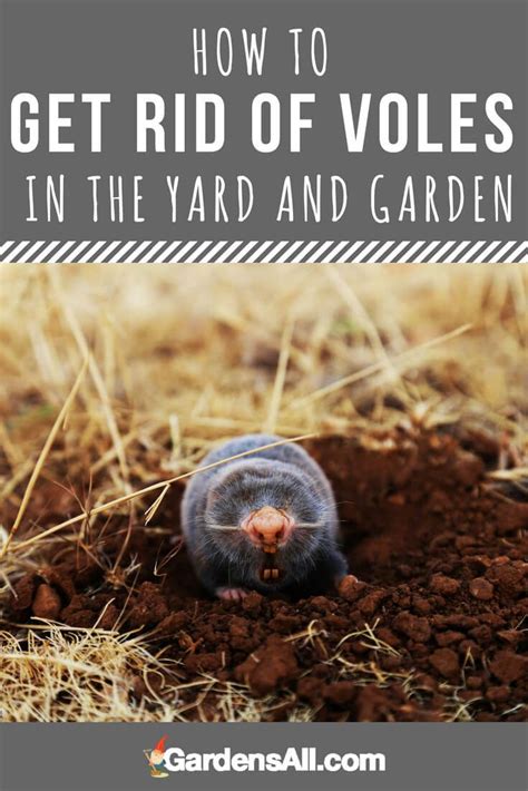 How to get rid of voles in your yard. Place the bucket into the hole, pack the dirt around the edges and cover the hole with sod or plywood. Mark the hole with flags or spray paint so you don’t trip over it. Keep pets away from the area. Check the hole daily. Once the moles have fallen into the hole, simply remove the bucket and relocate the moles. 