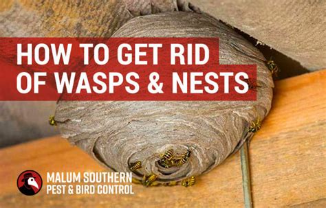 How to get rid of wasps nest. Take a 2-litre soda bottle and cut off the top portion, about 5 inches from the top. Fill the bottle halfway and add dish washing soap and stir. Smear some wasp attractant or any flavorful bait inside the bottle. Take the top you initially cut off and secure it back onto the bottle in an inverted fashion. 