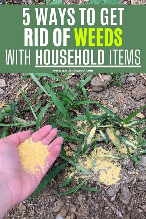 How to get rid of weeds. Aug 7, 2023 · Hand weed. If you can’t wait to get rid of the weed on your lawn, you could use your hands to pull out the weeds from their roots. Reach for the middle of the root, and hold it firmly before uprooting the weed. Avoid performing this method with bare hands; get a pair of leather or rubber gloves. 