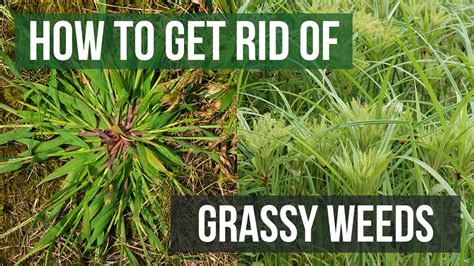 How to get rid of weeds in grass. How to control and get rid of pond and lake weeds cheaply. The best ways to clear algae, duckweed, floating weeds, and submerged weeds in lakes and ponds. ... Considerations & Alternatives When … 