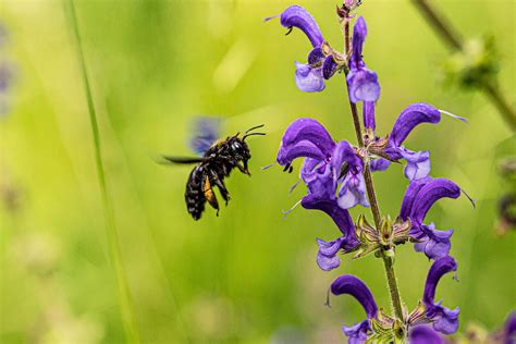 How to get rid of wood bees? - MyBeeLine