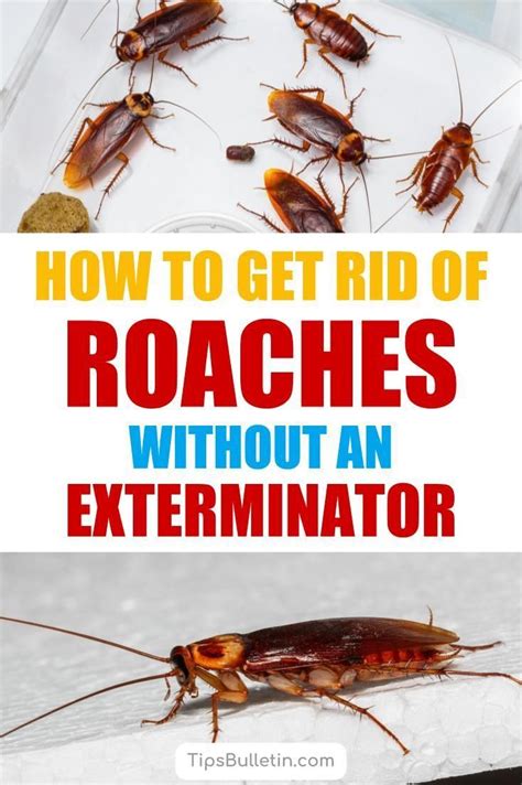 How to get rid of wood roaches. Use bait stations or traps. These can be an effective way to get rid of cockroaches and wood roaches, but it is important to follow the instructions carefully and use them safely. Use natural repellents. A few natural options can help repel cockroaches and wood roaches, including essential oils like peppermint, eucalyptus, and citronella. 