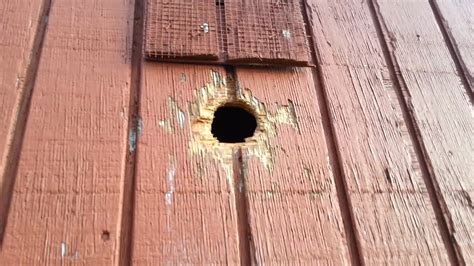 How to get rid of woodpeckers. Learn how to prevent woodpeckers from drilling holes in your home's siding with these methods recommended by an ornithologist at the National Audubon Society. … 
