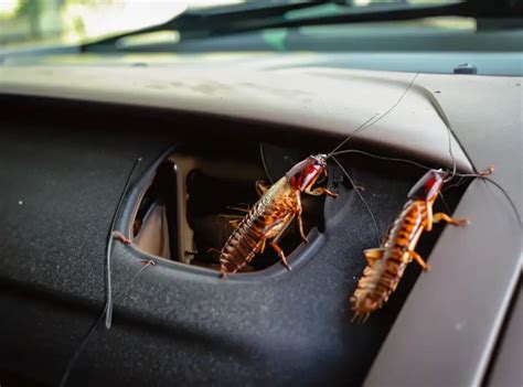 How to get roaches out of your car overnight. Drive it to Phoenix, AZ and park it in an asphalt parking lot with no shade for a week. Let the 116° heat murder the shit out of them. (Will probably work, roaches cook at ~120f, and the car should reach up to 150-180) Alternative solution: Wait till winter and drive it to somewhere that drops below -20. 