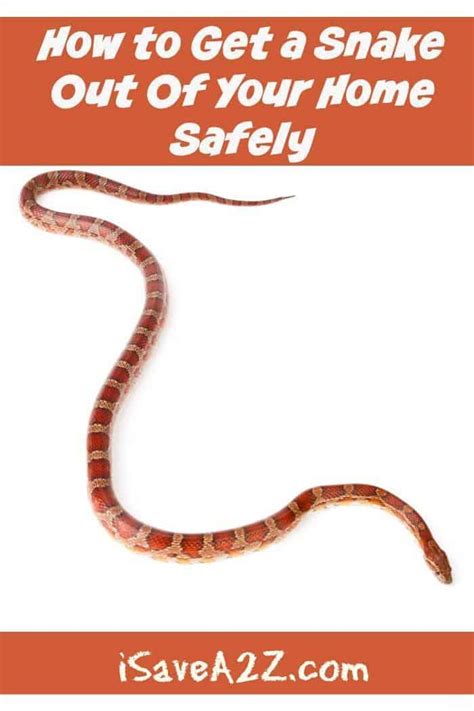 How to get snake out r/snakes