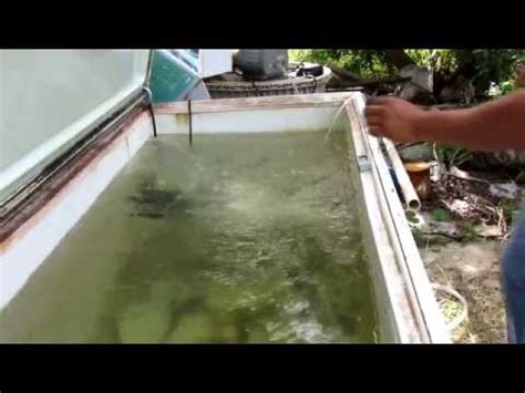 How to get started keeping minnows at a low cost.