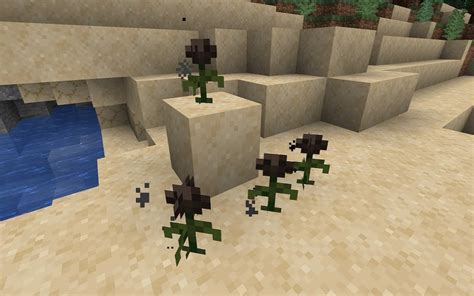 How to get wither rose in Minecraft 1 19