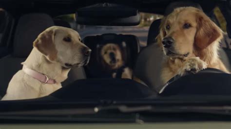 How to get your dog in commercials
