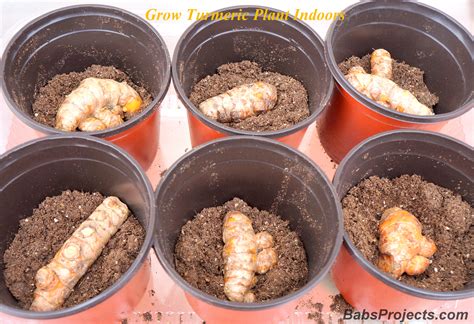 How to grow Black Turmeric at home Including the harvest