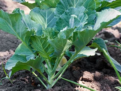 How to grow Collard Greens from seed - Backyard Gardener