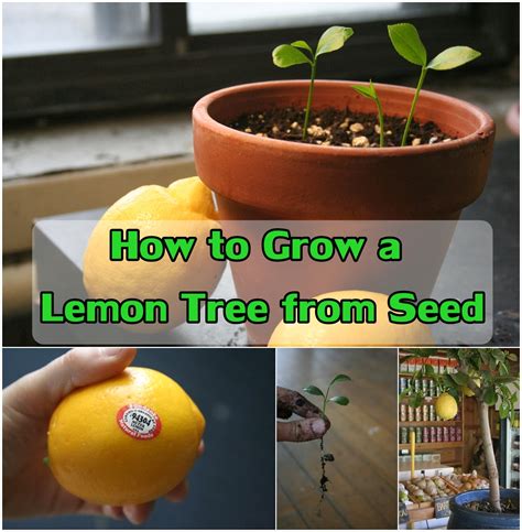 How to grow a lemon tree from a seed. Dec 20, 2023 · Step 1: Select a lemon. The first step to growing lemons from seed is selecting the type of lemon you want to grow. Purchase lemons at the market, choosing those with a full, mature appearance and ... 