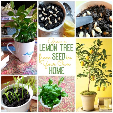 How to grow a lemon tree from seed. Wide is better than high. Use light soil with organic compost, not garden soil. Garden soil compacts too easily. During the growing season , spring to ... 