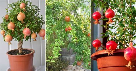 How to grow a pomegranate tree. Solution – You can spray leaves with a strong blast of water to wash off the aphids. You can also bring natural predators, such as ladybugs, or light, organic insecticidal soap on the aphides. Remember that there are many common reasons for losing Pomegranate leaves. Some are part of the normal cycle of development. 