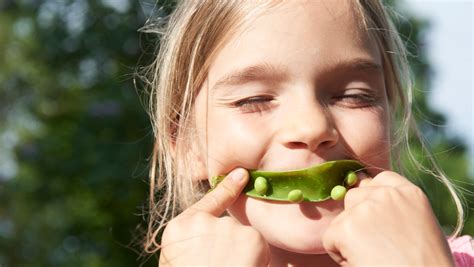 How to grow a snow pea teepee Yates