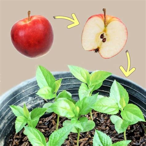How to grow an apple tree from a seed. To plant apple seeds, fill a pot with potting soil. Push the seeds about 1/4 inch deep into the soil. Water gently. Place the pot in a warm spot and wait for them to … 