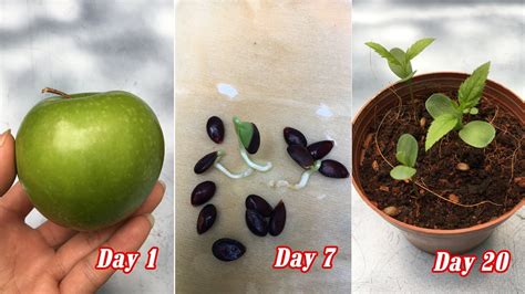 How to grow apple seeds. The seeds need a dry out period followed by a stratification period. If you skip these 2 steps you probably won’t have success germinating your apple seeds. If you want to germinate apple seeds collected from an apple first let the seeds dry out for 3-4 weeks. Set the seeds on a piece of wax paper etc and roll them over every day or 2. 
