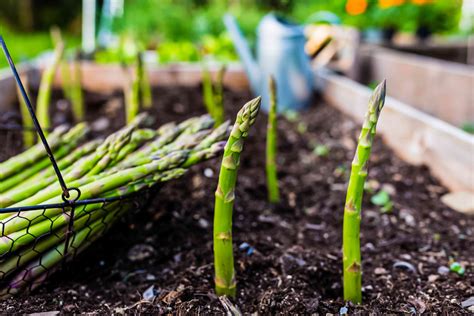 How to grow asparagus. Things To Know About How to grow asparagus. 