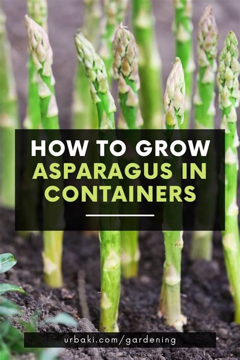 How to grow asparagus in containers