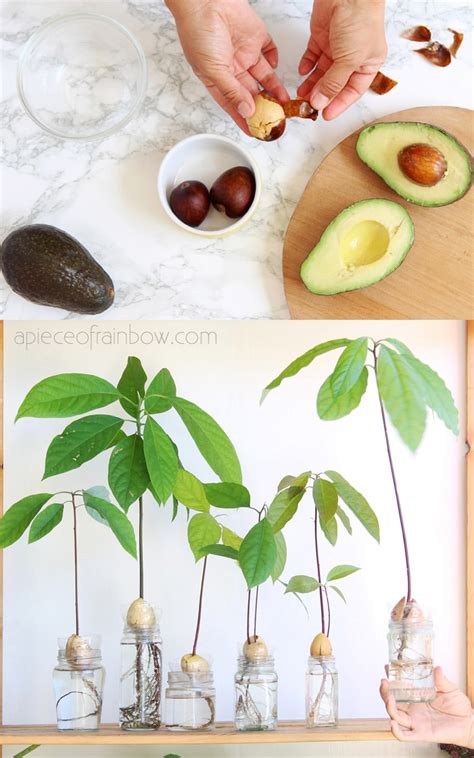How to grow avocado from seed to get your own avocado tree Tom s Guide