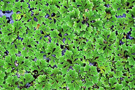 How to grow azolla in aquarium