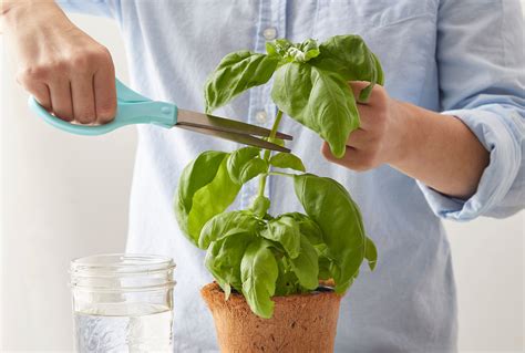 How to grow basil from cuttings in soil.  Perfect for beginners, using water or soil methods...