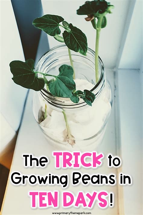 How to grow beans in water