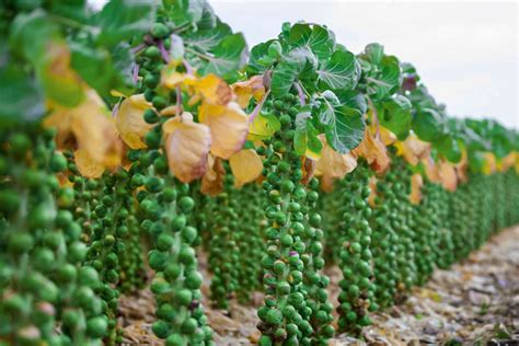 How to grow brussel sprouts. Things To Know About How to grow brussel sprouts. 