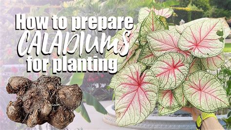 How to grow caladiums in pots