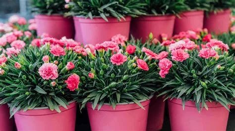 How to grow carnations in a pot